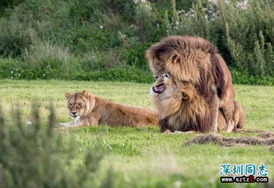 动物园两雄狮“搞同性恋” 无视母狮场面尴尬 动物园两雄狮“搞同性恋” 无视母狮场面尴尬