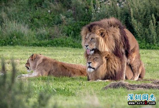 动物园两雄狮“搞同性恋” 无视母狮场面尴尬 动物园两雄狮“搞同性恋” 无视母狮场面尴尬