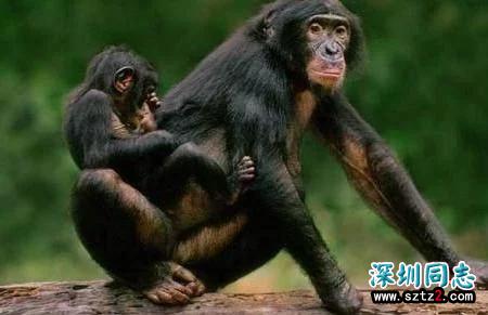 追根溯源,谁是第一个得艾滋病的人? 追根溯源,谁是第一个得艾滋病的人?