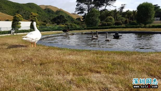 同性恋鹅与天鹅相爱18年 人们合葬两鹅立雕塑纪念 同性恋鹅与天鹅相爱18年 人们合葬两鹅立雕塑纪念