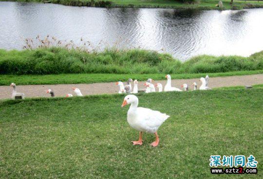 同性恋鹅与天鹅相爱18年 人们合葬两鹅立雕塑纪念 同性恋鹅与天鹅相爱18年 人们合葬两鹅立雕塑纪念