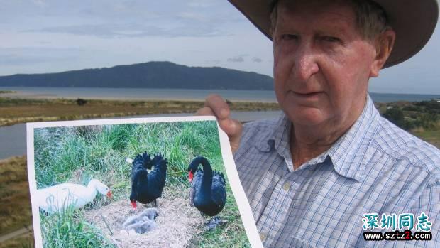 同性恋鹅与天鹅相爱18年 人们合葬两鹅立雕塑纪念 同性恋鹅与天鹅相爱18年 人们合葬两鹅立雕塑纪念