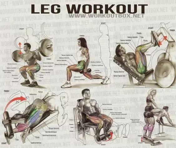 最全的健身动作训练图解,从此撸铁不求人! 最全的健身动作训练图解,从此撸铁不求人!