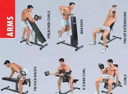 最全的健身动作训练图解,从此撸铁不求人! 最全的健身动作训练图解,从此撸铁不求人!