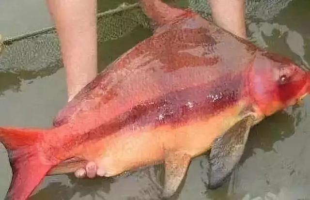 2019最火的发型?非“鲻鱼头”莫属 2019最火的发型?非“鲻鱼头”莫属