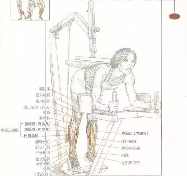 提踵训练,打造小腿肌肉还得靠它! 提踵训练,打造小腿肌肉还得靠它!