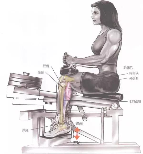 提踵训练,打造小腿肌肉还得靠它! 提踵训练,打造小腿肌肉还得靠它!