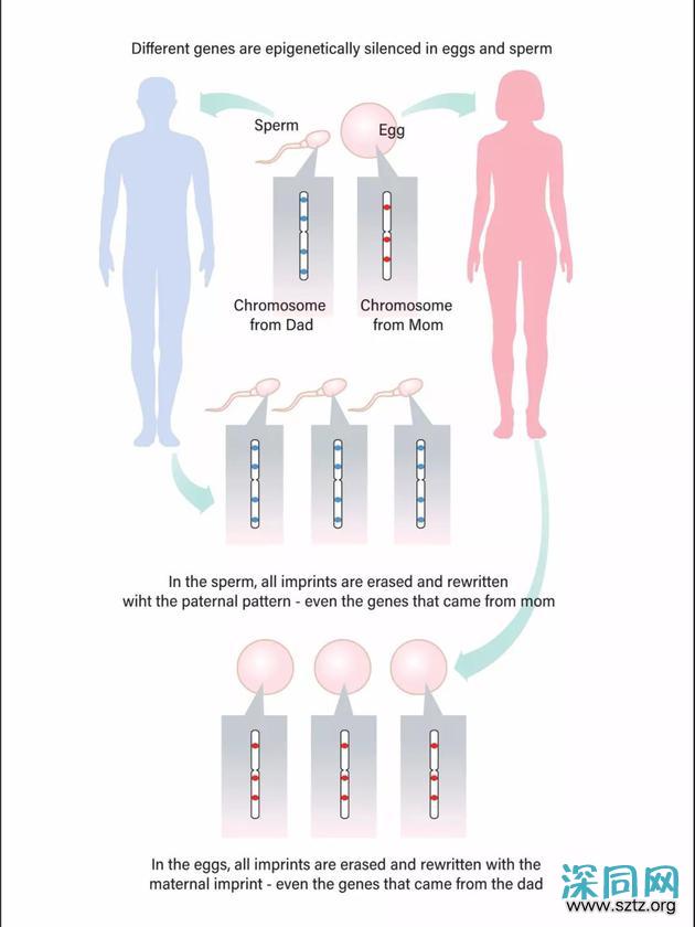 同性伴侣想要获得后代不是梦 遗传阻碍正逐渐铲除 同性伴侣想要获得后代不是梦 遗传阻碍正逐渐铲除