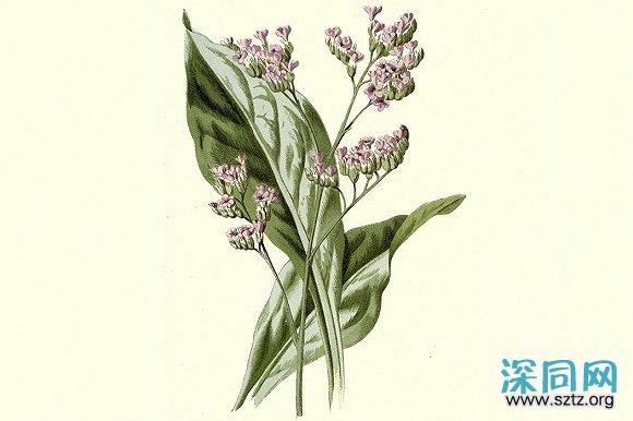 从紫罗兰到三色堇:酷儿花卉史 从紫罗兰到三色堇:酷儿花卉史