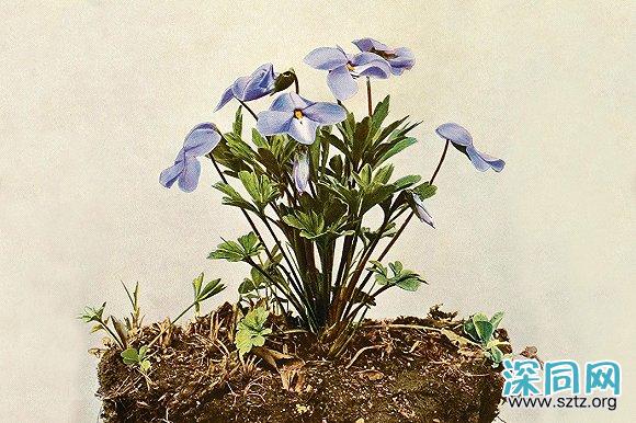 从紫罗兰到三色堇:酷儿花卉史 从紫罗兰到三色堇:酷儿花卉史