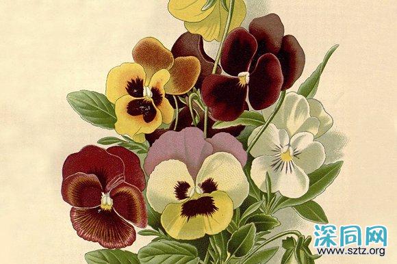 从紫罗兰到三色堇:酷儿花卉史 从紫罗兰到三色堇:酷儿花卉史