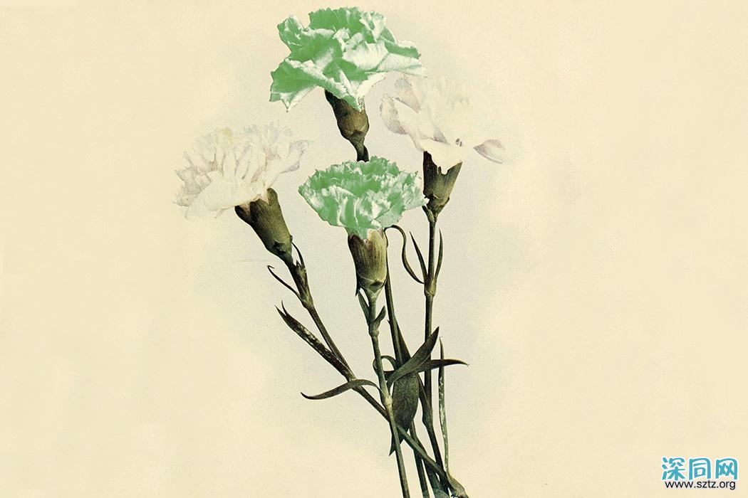 从紫罗兰到三色堇:酷儿花卉史 从紫罗兰到三色堇:酷儿花卉史